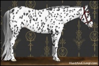 Horse Color:Black Appaloosa
