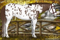Horse Color:Liver Chestnut Splash Near Leopard 