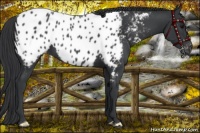 Horse Color:Black Near Leopard 