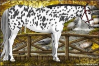 Horse Color:Black Splash Near Leopard
