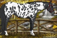 Horse Color:Black Near Leopard 