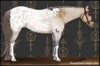 Horse Color:Bay Dun Appaloosa 