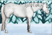 Horse Color:Palomino Roan Appaloosa 