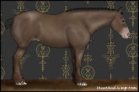 Horse Color:Gray Classic Champagne 