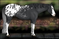Horse Color:Black Splash Appaloosa