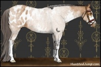 Horse Color:Buckskin Roan Sabino Blanket 