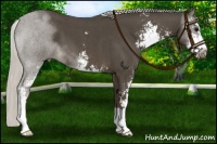 Horse Color:Silver Smoky Blue Roan Sabino