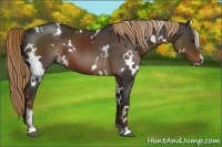 Horse Color:White Spotted Liver Chestnut Sabino 