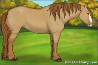 Horse Color:Red Dun Splash