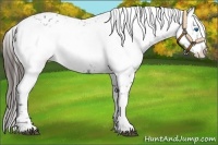 Horse Color:Liver Chestnut Frame