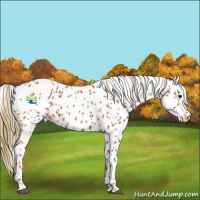 Horse Color:Chestnut Appaloosa 