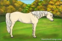 Horse Color:Palomino Dun 
