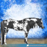 Horse Color:Black Splash Tobiano Frame 