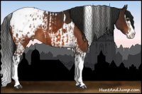 Horse Color:Bay Splash Tobiano Appaloosa  and Gray Bay Splash Tobiano Appaloosa 