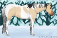 Horse Color:Bay Roan Dun Tobiano 