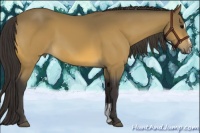 Horse Color:Buckskin Sabino