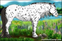 Horse Color:Liver Chestnut Near Leopard