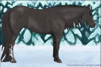 Horse Color:Black  and Smoky Black 