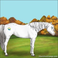 Horse Color:Liver Chestnut Frame 