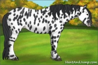 Horse Color:Black Appaloosa
