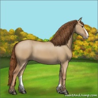 Horse Color:Red Dun Splash 