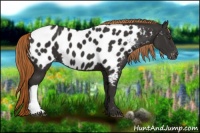 Horse Color:Liver Chestnut Near Leopard 