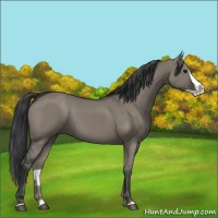 Horse Color:Grullo Splash 