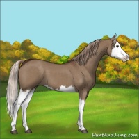 Horse Color:Liver Red Dun Splash