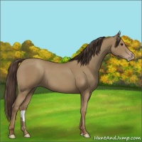 Horse Color:Classic Champagne 