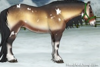 Horse Color:White Spotted Brown Onyx