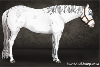 Horse Color:Liver Chestnut Frame 