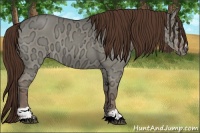 Horse Color:Liver Red Dun Ice Sabino 