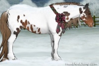 Horse Color:Liver Chestnut Tobiano Appaloosa