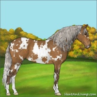 Horse Color:White Spotted Silver Buckskin 