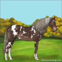 Horse Color:White Spotted Liver Chestnut 