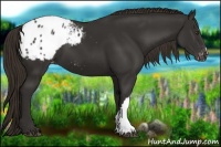 Horse Color:Liver Chestnut Appaloosa