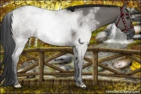 Horse Color:Grullo 
