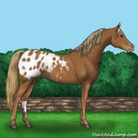 Horse Color:Chestnut Appaloosa 