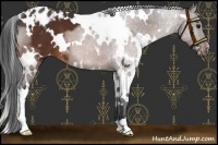 Horse Color:White Spotted Bay Appaloosa 