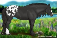 Horse Color:Liver Chestnut Appaloosa