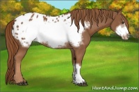 Horse Color:Chestnut Frame Appaloosa