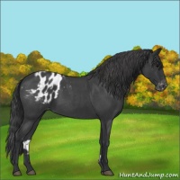 Horse Color:Blue Roan Appaloosa 