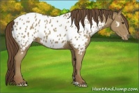 Horse Color:Classic Champagne Appaloosa 