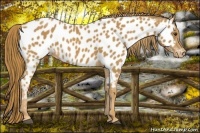 Horse Color:Chestnut Appaloosa 
