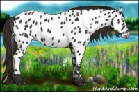 Horse Color:Liver Chestnut Appaloosa