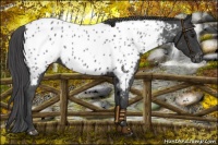 Horse Color:Black Appaloosa 