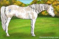 Horse Color:White Spotted Chocolate Palomino Roan Pearl Splash 