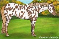 Horse Color:Chestnut Appaloosa