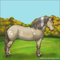 Horse Color:White Spotted Chocolate Palomino Dun Sabino Rabicano