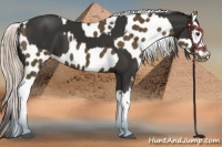 Horse Color:Liver Chestnut Sabino and Chocolate Palomino Tobiano Near Leopard